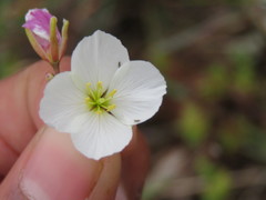 Heliophila carnosa
