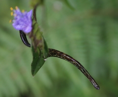 Haemadipsa zeylanica