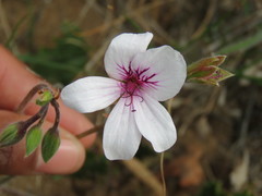 Pelargonium elegans
