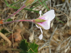 Pelargonium elegans