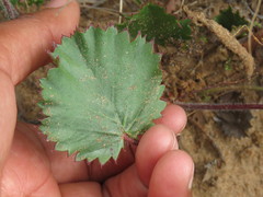 Pelargonium elegans
