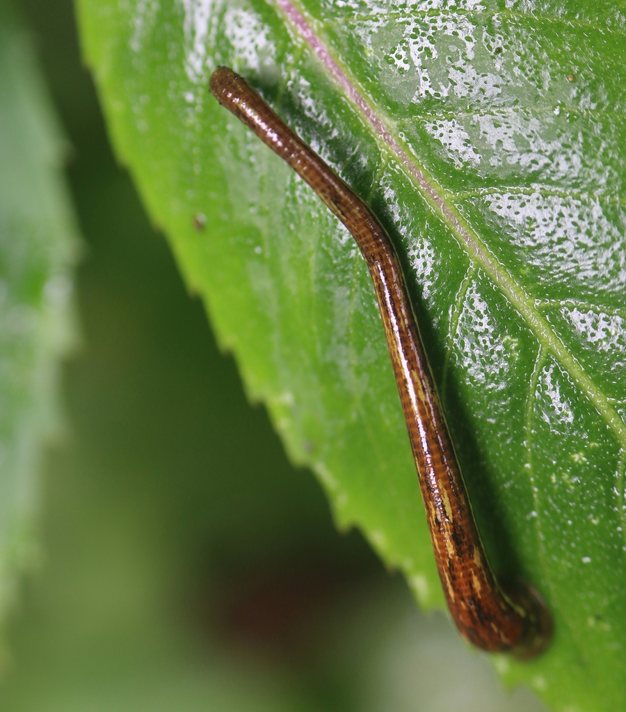 brown leech