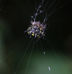 Gasteracantha aureola