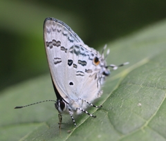 Hypolycaena kina
