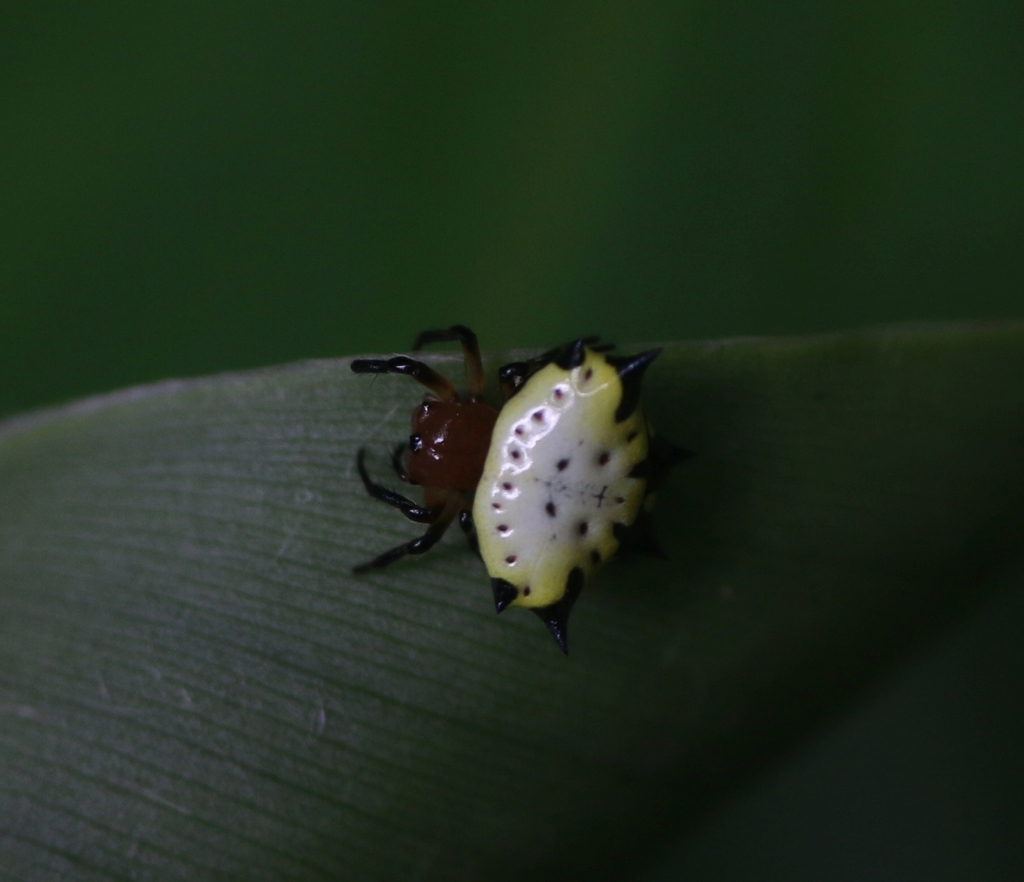 Gasteracantha aureola