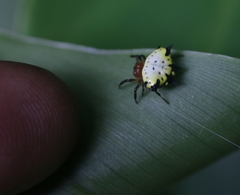 Gasteracantha aureola