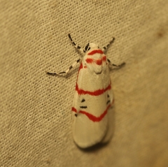 Cyana signa