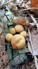 Fungi