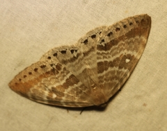 Cyclidia rectificata