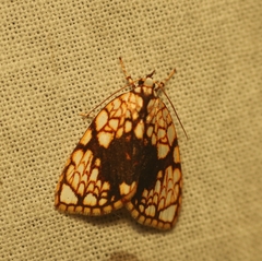 Gabala roseoretis