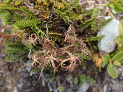 Anisotome flexuosa