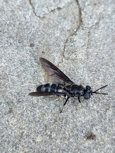 Unknown species found near Baltimore County, US-MD, US