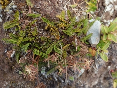 Anisotome flexuosa