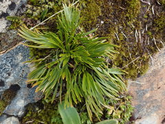 Aciphylla divisa