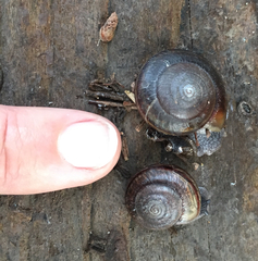 Helminthoglypta sequoicola consors