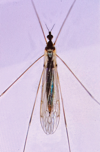 Unknown species found near Charlottesville