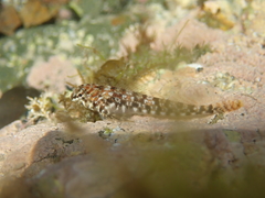 Bellapiscis lesleyae