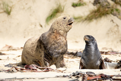 New Zealand Sea Lion photo 3