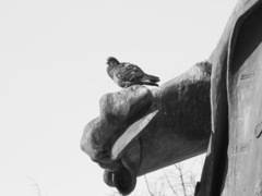 Columba livia domestica