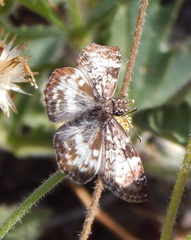 Chiomara georgina georgina