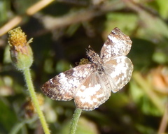 Chiomara georgina georgina