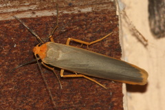 Eilema complana