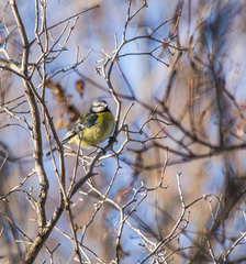Cyanistes caeruleus