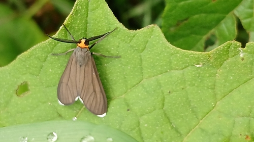 Ctenucha rubriceps