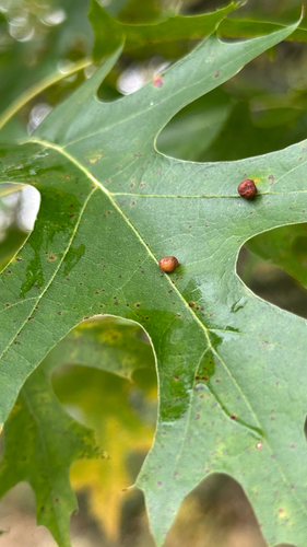 Unknown species found near Woodbury, MN, US