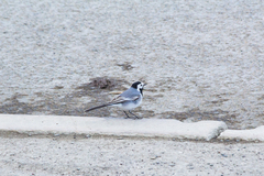Motacilla alba