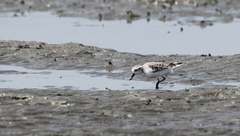 Calidris pygmaea