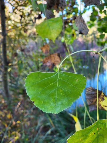 iNaturalist observation photo of Frémont Cottonwood