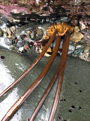 Laminaria setchellii