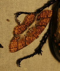 Orthobrachia flavidior