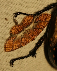 Orthobrachia flavidior