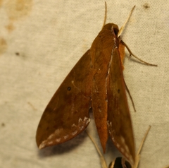 Rhagastis olivacea