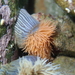 New Zealand Striped Anemone - Photo (c) Tony Wills, some rights reserved (CC BY-SA), uploaded by Tony Wills