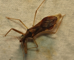 Epidaus