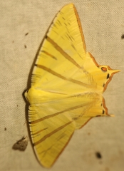 Ourapteryx sciticaudaria