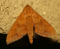 Rhagastis olivacea