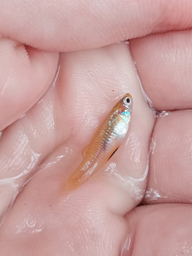 Córrego Toothcarp