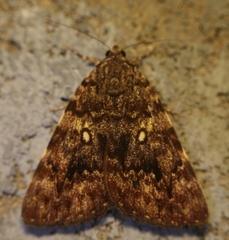 Catocala hyperconnexa