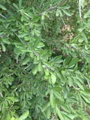 Gymnosporia maranguensis