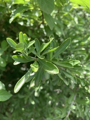 Gymnosporia maranguensis