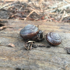 Helminthoglypta sequoicola consors