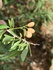 Gymnosporia maranguensis