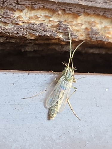 iNaturalist observation photo of Chironomus decorus