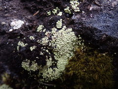 Arthrorhaphis alpina