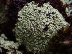 Arthrorhaphis alpina