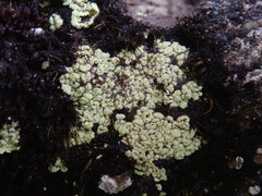 Arthrorhaphis alpina